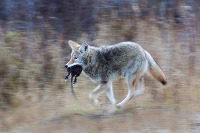new_coyote1 project thumbnail