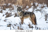 coyote2 project thumbnail