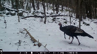 turkey project thumbnail