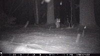 coyote-mono project thumbnail