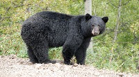 new_black_bear1 project thumbnail