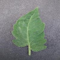 Tomato Disease project thumbnail