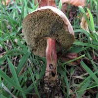 CreateML_W1_Mushroom project thumbnail