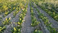 AgriVision2 project thumbnail