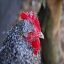 Chicken project thumbnail