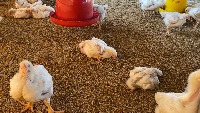 Deteksi Kesehatan Ayam project thumbnail