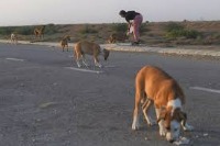 Stray Dogs project thumbnail