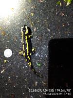 Version 2 Salamander detection Whole Body 2 project thumbnail