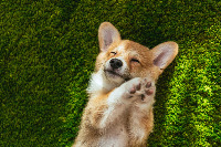 Animals project thumbnail
