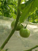 Tomato_Segmentation  project thumbnail