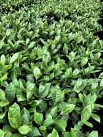 tea_buds project thumbnail