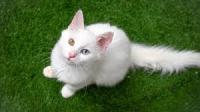 cat_finder project thumbnail