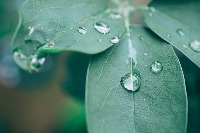 plants project thumbnail