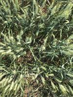 Wheat  project thumbnail