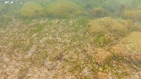 Proyecto_Deteccion_Peces_Mguel_comparacion project thumbnail