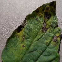 Leaf project thumbnail