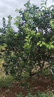 oranges project thumbnail
