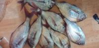 Fish project thumbnail