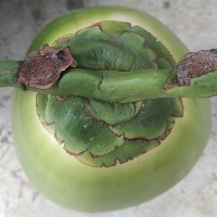 Coconut Ripeness Detection project thumbnail