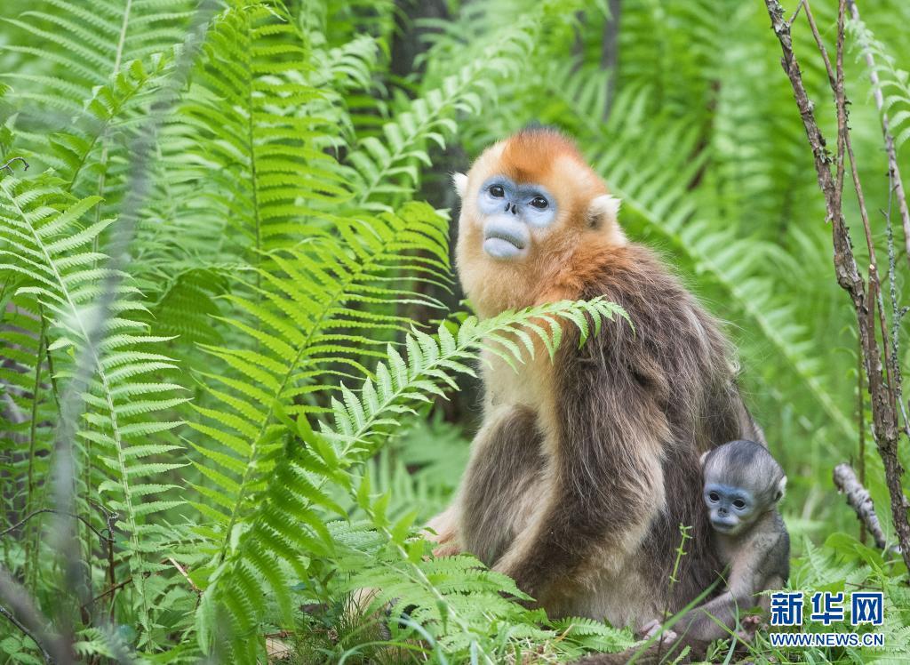 Monkey Object Detection Dataset by RAICOM