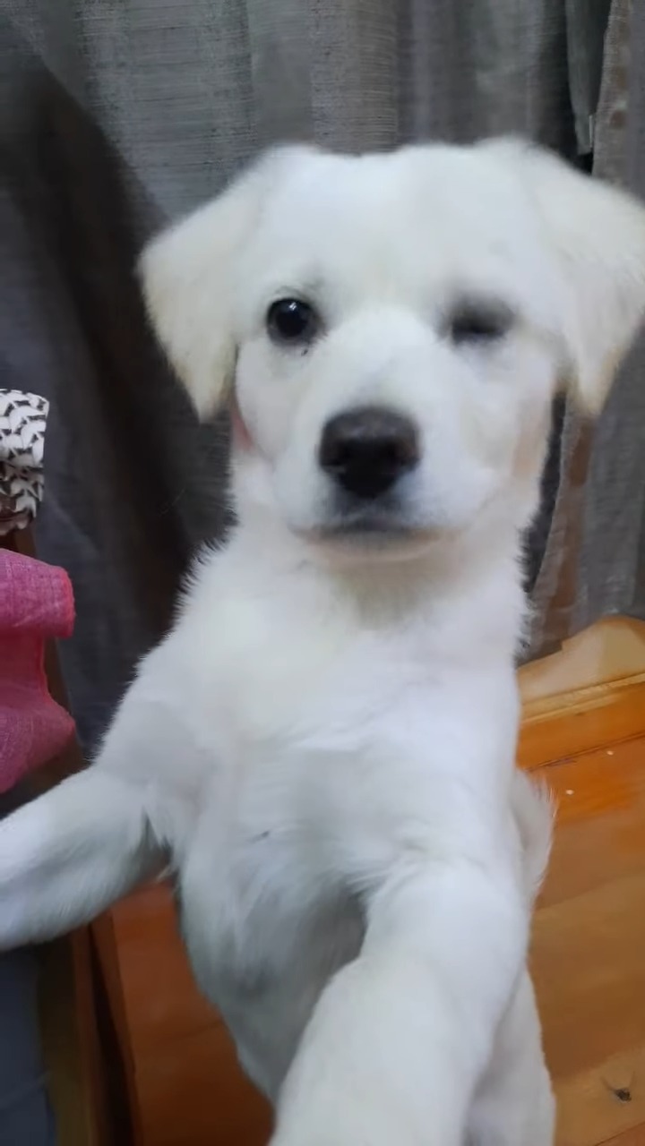 Dog emotions Classification Dataset by Research