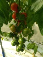 tomatoripe project thumbnail