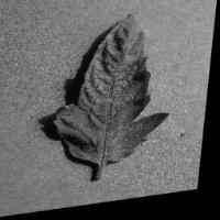 leaf project thumbnail
