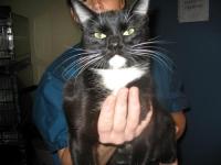 Cat project thumbnail
