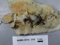 Poisonous Mushroom 3 project thumbnail