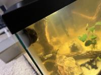 AquariumAI project thumbnail