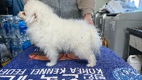dog classification project thumbnail