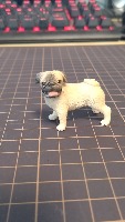 dog project thumbnail