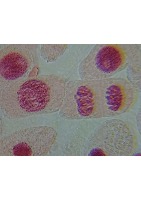phase of cell project thumbnail