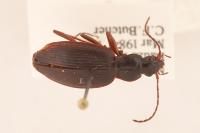 carabidae_extra project thumbnail