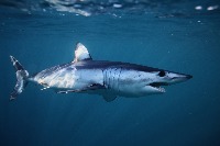 blueshark2 project thumbnail
