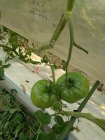 Fruit_Ripness_Detection project thumbnail