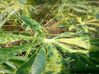 9 ribu cassava project thumbnail