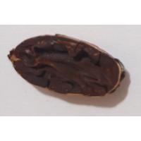 CNN Grano cacao project thumbnail