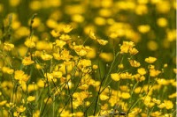 flower detection project thumbnail