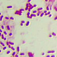 E.coli+ project thumbnail