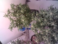 dg-plant-detection project thumbnail