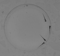 Fish Detection project thumbnail