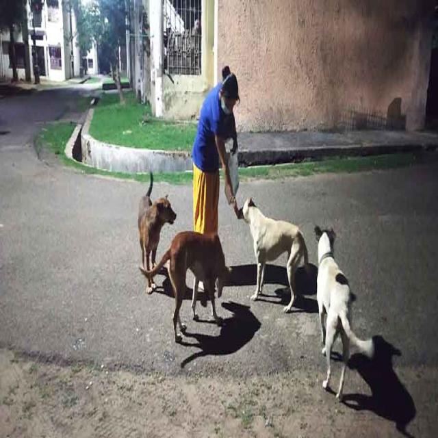 Dog-test Object Detection Dataset by Project fire