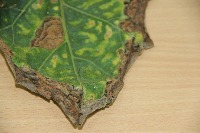 leaf_disease_detection project thumbnail
