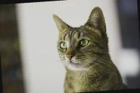Egyptian Mau  project thumbnail