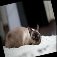 cat project thumbnail