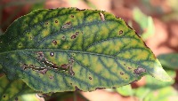 Leafdetection project thumbnail