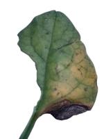Malabar_spinach project thumbnail