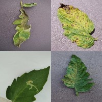 Dataset Image