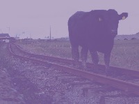 person, cow, sheep project thumbnail